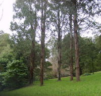 Mount Dandenong Arboretum - Accommodation Tasmania
