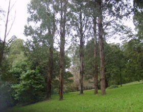 Mount Dandenong Arboretum - Accommodation Tasmania 0