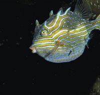 Mushroom Reef Marine Sanctuary - Accommodation Tasmania