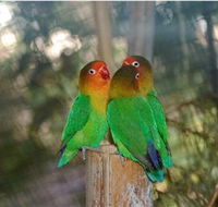 Ballarat Bird World - Accommodation Tasmania