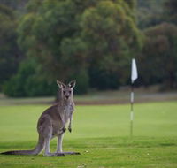 Anglesea Golf Club - Accommodation Tasmania