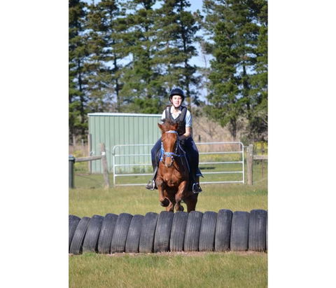 Saddle On Riding School - Accommodation Tasmania 9