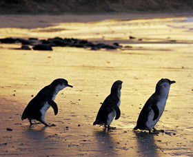 Ventnor VIC Accommodation Tasmania