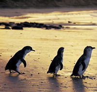 Phillip Island Nature Park - Accommodation Tasmania