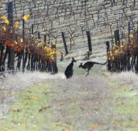 Blue Pyrenees Estate - Accommodation Tasmania