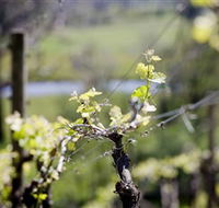 Michelini Wines - Accommodation Tasmania