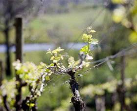 Michelini Wines - Accommodation Tasmania 0
