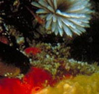 Point Cooke Marine Sanctuary - Accommodation Tasmania