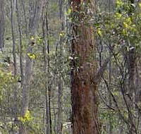 Heathcote-Graytown National Park - Accommodation Tasmania