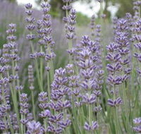 Warratina Lavender Farm - Accommodation Tasmania