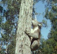 Creswick Regional Park - Accommodation Tasmania