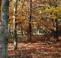 RJ Hamer Arboretum - Accommodation Tasmania