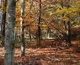 RJ Hamer Arboretum - Accommodation Tasmania 0