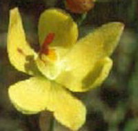 Langwarrin Flora and Fauna Reserve - Accommodation Tasmania