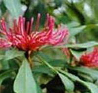 Alfred National Park - Accommodation Tasmania