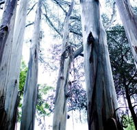 Dandenong Ranges National Park - Accommodation Tasmania