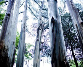 Dandenong Ranges National Park - Accommodation Tasmania 0