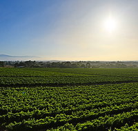 GREENSTONE VINEYARDS - Accommodation Tasmania