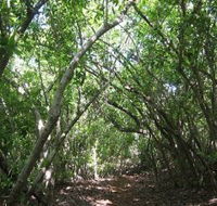 Eucalypt Trail - Accommodation Tasmania