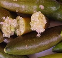 Sandy Creek Olives and Finger Limes - Accommodation Tasmania