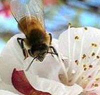 Clayridge Honey - Accommodation Tasmania
