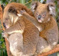Shoalhaven Zoo - Accommodation Tasmania