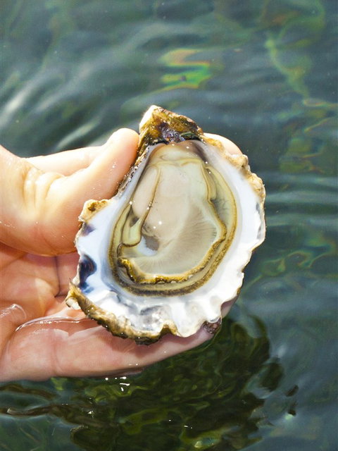 The Oyster Pot - Accommodation Tasmania 0