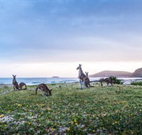 Pebbly Beach - Accommodation Tasmania