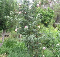 Tombstone Estate Vineyard - Accommodation Tasmania