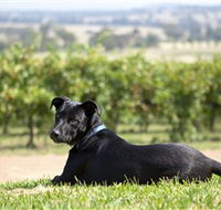 Moothi Estate Vineyard and Cellar Door - Accommodation Tasmania