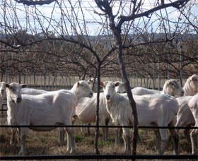 Thunder Ridge Wines - Accommodation Tasmania 2