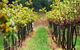 Fussy Grape Winery - thumb 2