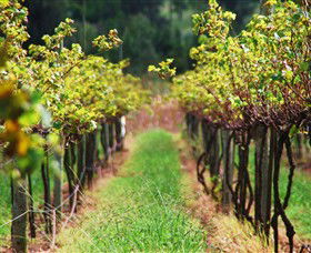 Fussy Grape Winery - Accommodation Tasmania 1