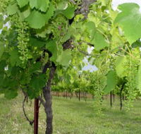 Holland Wines - Accommodation Tasmania