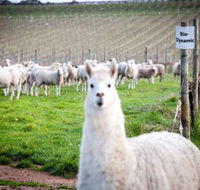 Gemtree Vineyards Cellar Door - Accommodation Tasmania