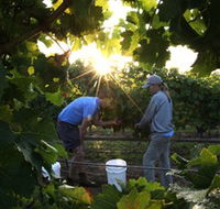 Oakdene Vineyards Restaurant and Cellar Door - Accommodation Tasmania