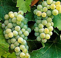 Clover Hill Vineyard - Accommodation Tasmania