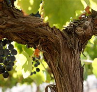 Blackjack Vineyards - Accommodation Tasmania