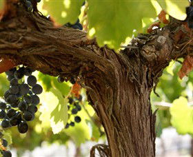 Blackjack Vineyards - Accommodation Tasmania 0