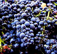 Tolpuddle Vineyard - Accommodation Tasmania