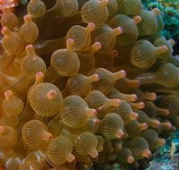 Coral Gardens Dive Site Mooloolaba - Accommodation Tasmania