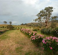 Damasque Rose Oil Farm - Accommodation Tasmania