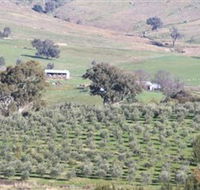 Wymah Organic Olives and Lambs - Accommodation Tasmania