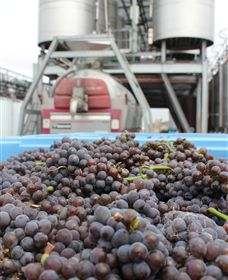 Punt Road Winery - Accommodation Tasmania 4