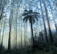 Yarra Ranges National Park - Accommodation Tasmania