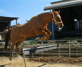Boggy Creek Shows - Accommodation Tasmania 3