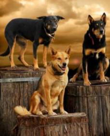 Boggy Creek Shows - Accommodation Tasmania 1