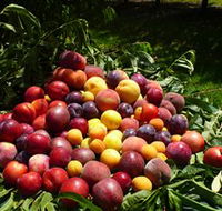 Rayner's Orchard - Accommodation Tasmania