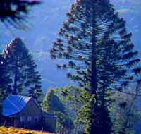 Bunya Mountains National Park - Accommodation Tasmania