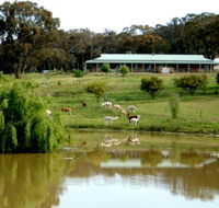 Clearview Alpacas - Accommodation Tasmania